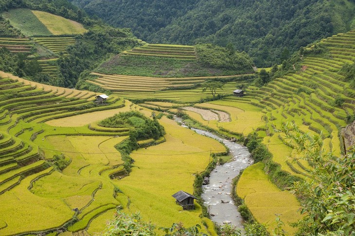 Terraced rice fields in Mu Cang Chai - ảnh 1